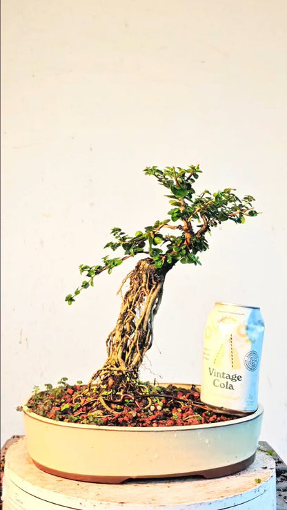 Flowering Premna Specimen - 12" Glazed Pot