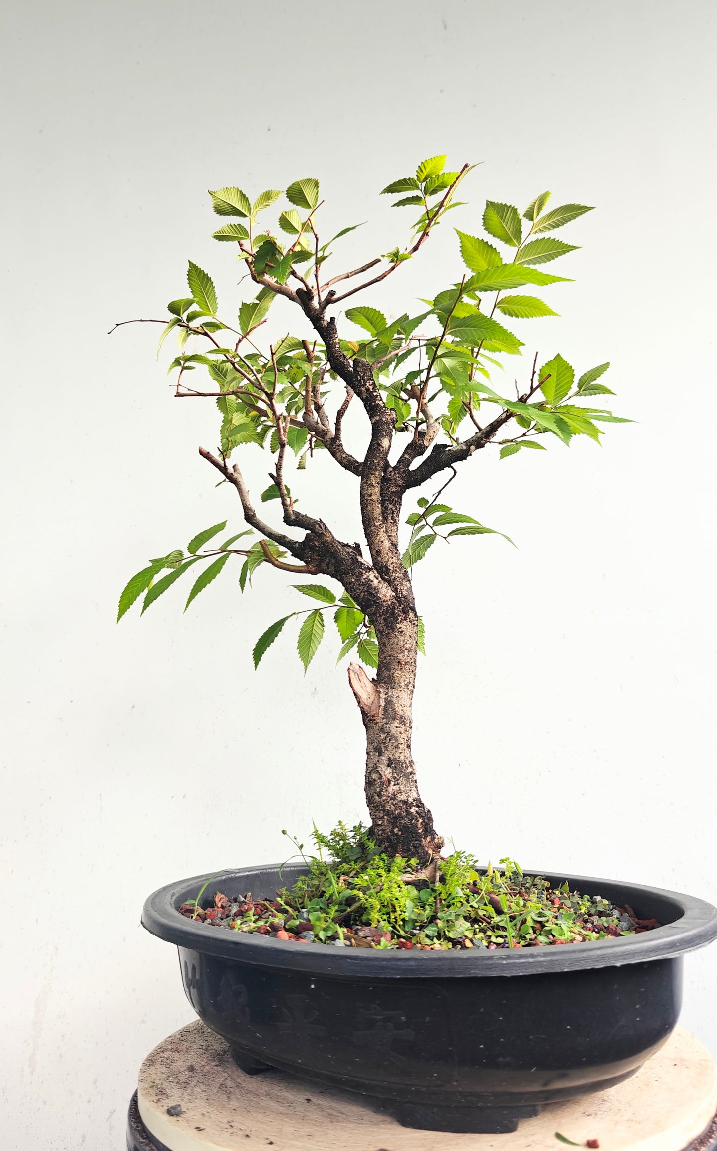 American Elm Bonsai - 15 Inch Plastic Pot