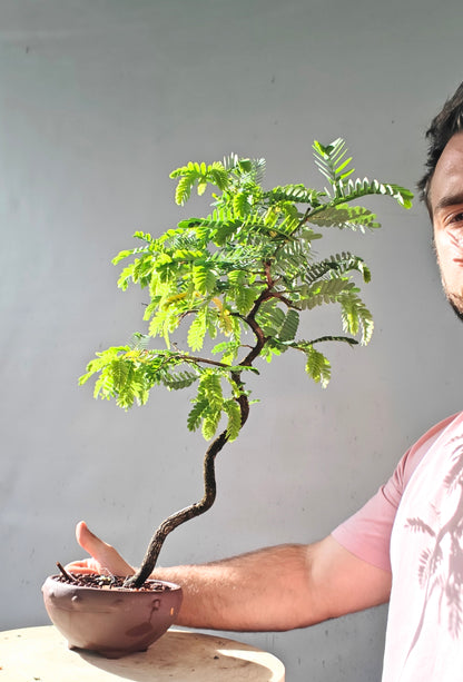 Tropical Tamarind Bonsai - 6 inch unglazed pot