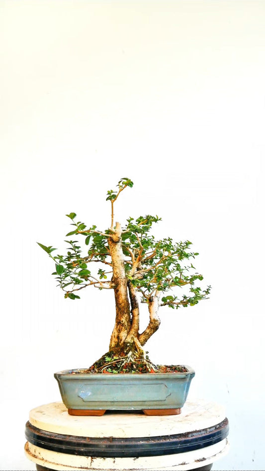 Flowering Premna Speicmen - 9" Glazed Pot