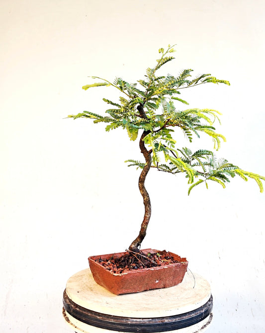 Tamarind Specimen Bonsai - 8 inch cement pot
