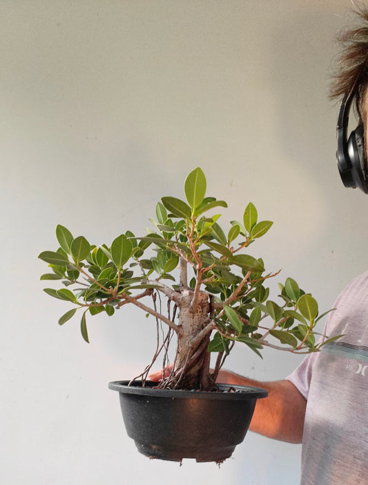 Green Island Ficus With Aerial Roots - 7 inch plastic pot