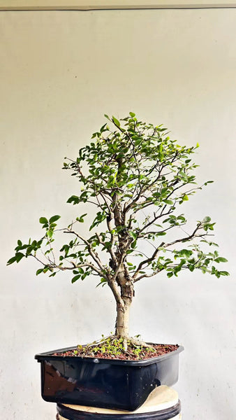 Cedar Elm Bonsai - 17 Inch Plastic Pot