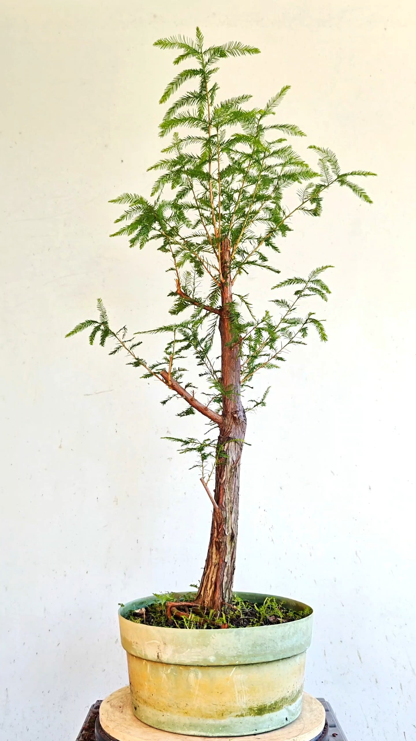 Bald Cyress Bonsai - 12 inch Plastic Pot