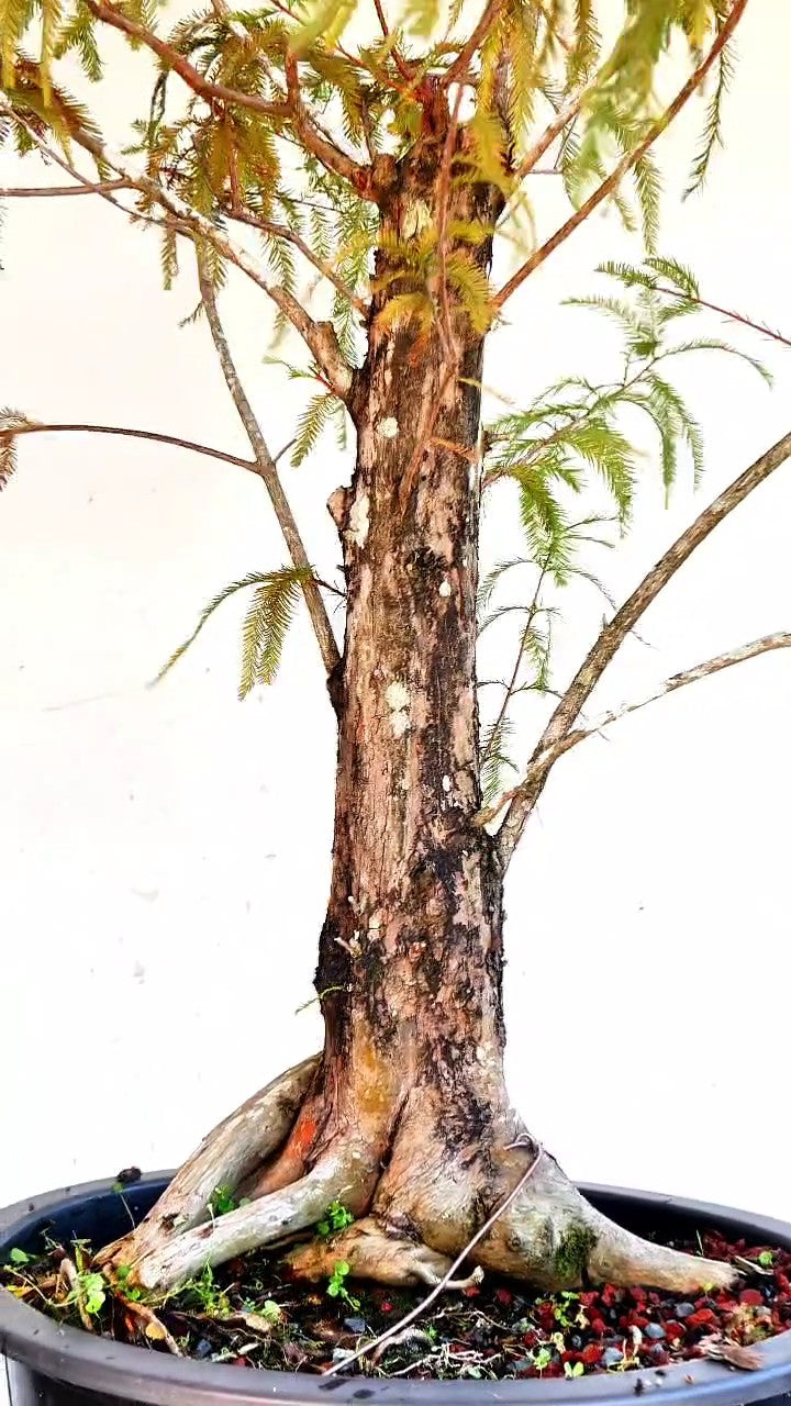 Bald Cyress Bonsai - 18 inch plastic pot