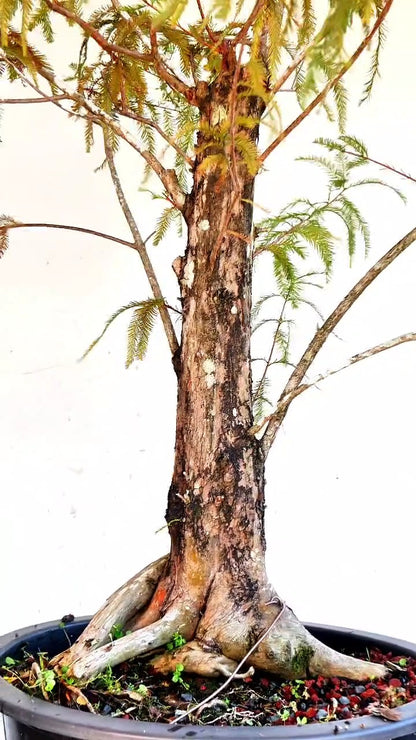 Bald Cyress Bonsai - 18 inch plastic pot