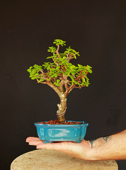 Dwarf Jade  - 5 Inch Glazed Bonsai Pot