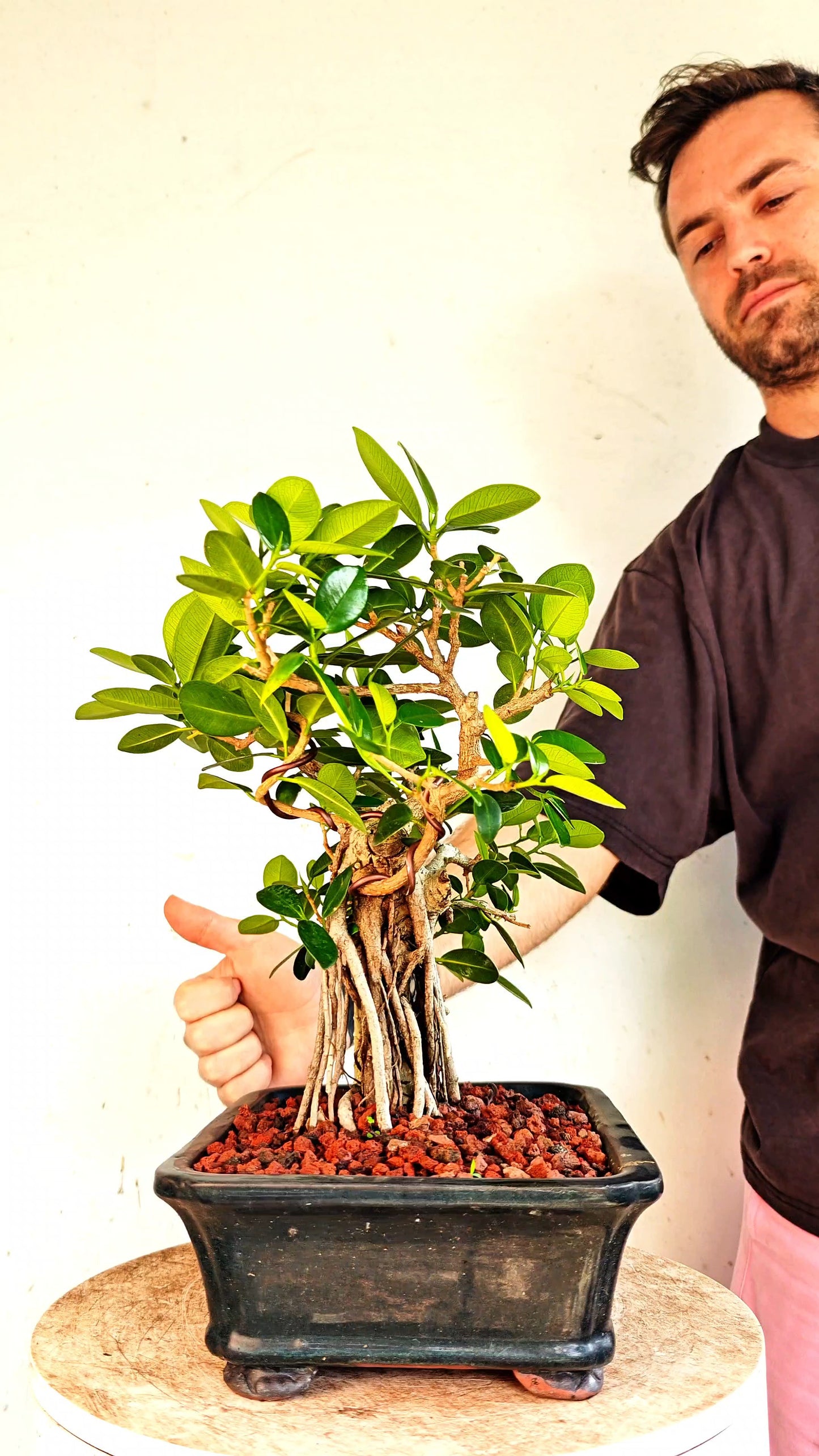 Green Island Ficus - 10 inch Glazed Rectangle