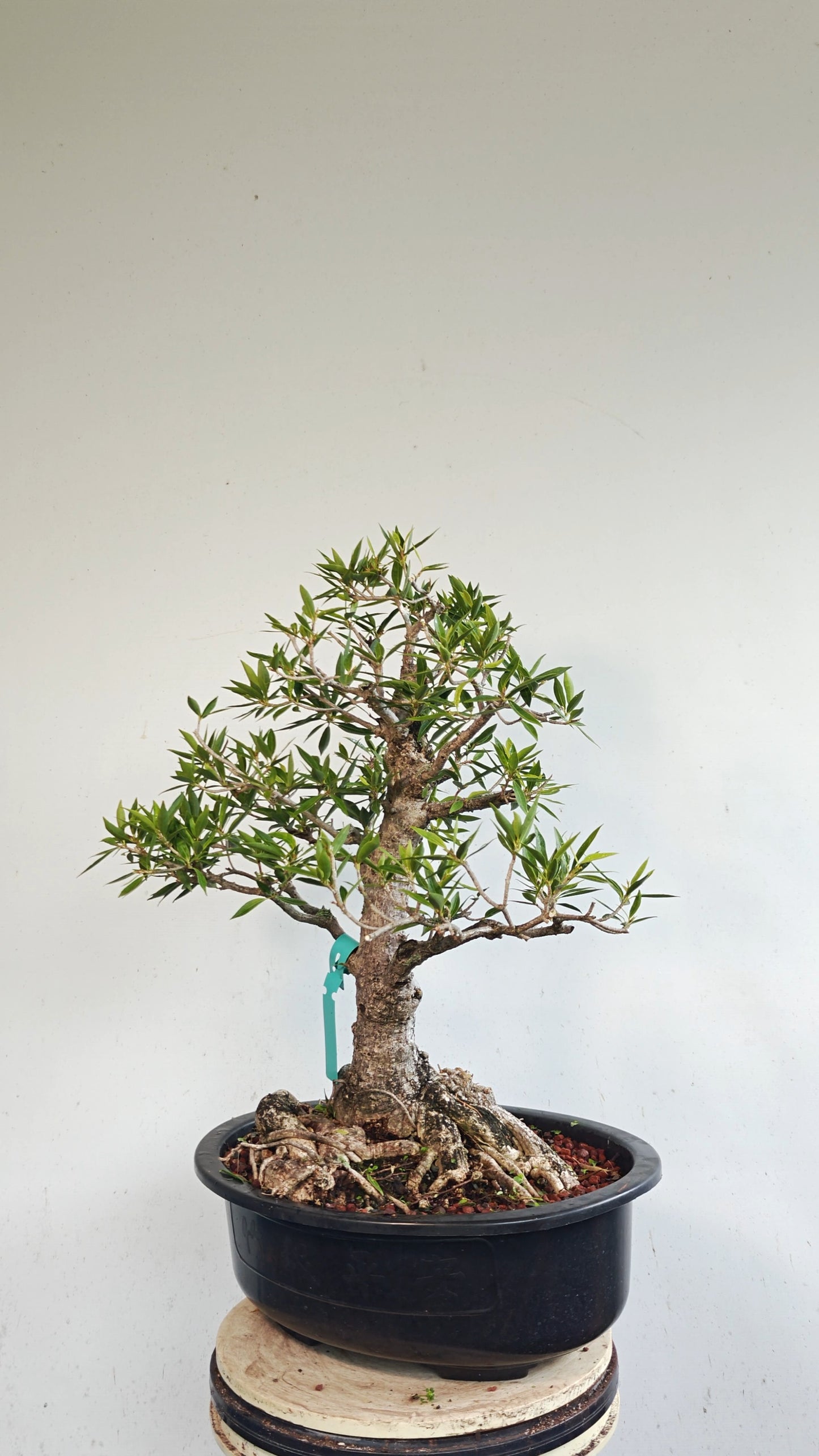 Willow Leaf Ficus Bonsai - 17 inch plastic bonsai pot