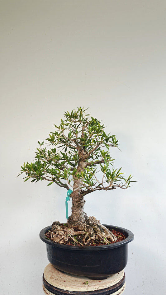 Willow Leaf Ficus Bonsai - 17 inch plastic bonsai pot
