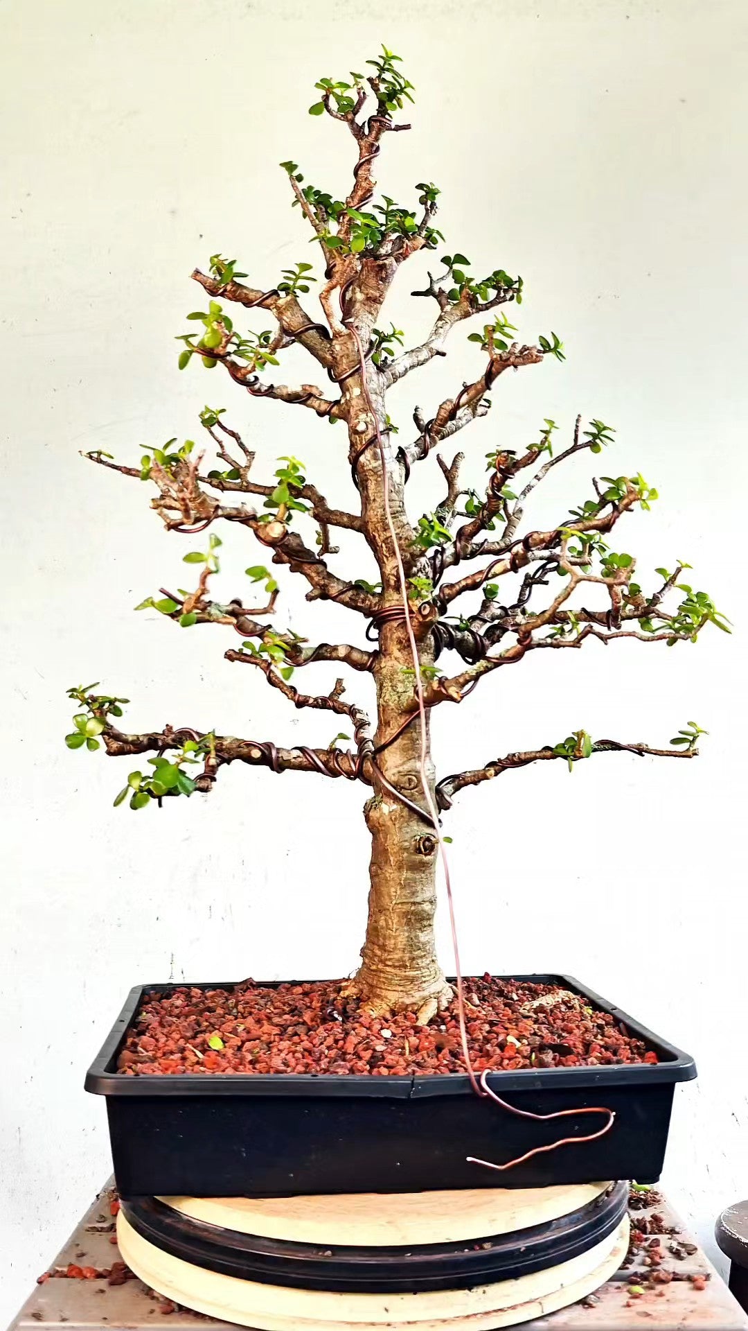 XL Dwarf Jade  - 15 Inch Shallow Plastic Tray