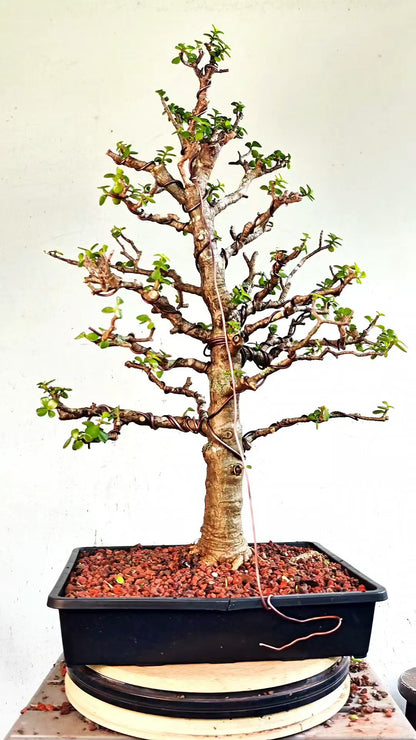 XL Dwarf Jade  - 15 Inch Shallow Plastic Tray