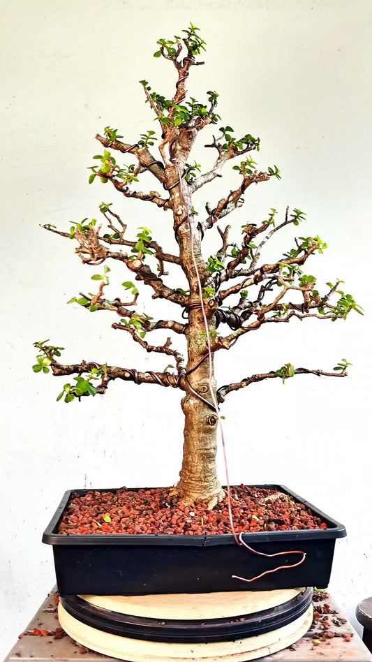 XL Dwarf Jade  - 15 Inch Shallow Plastic Tray