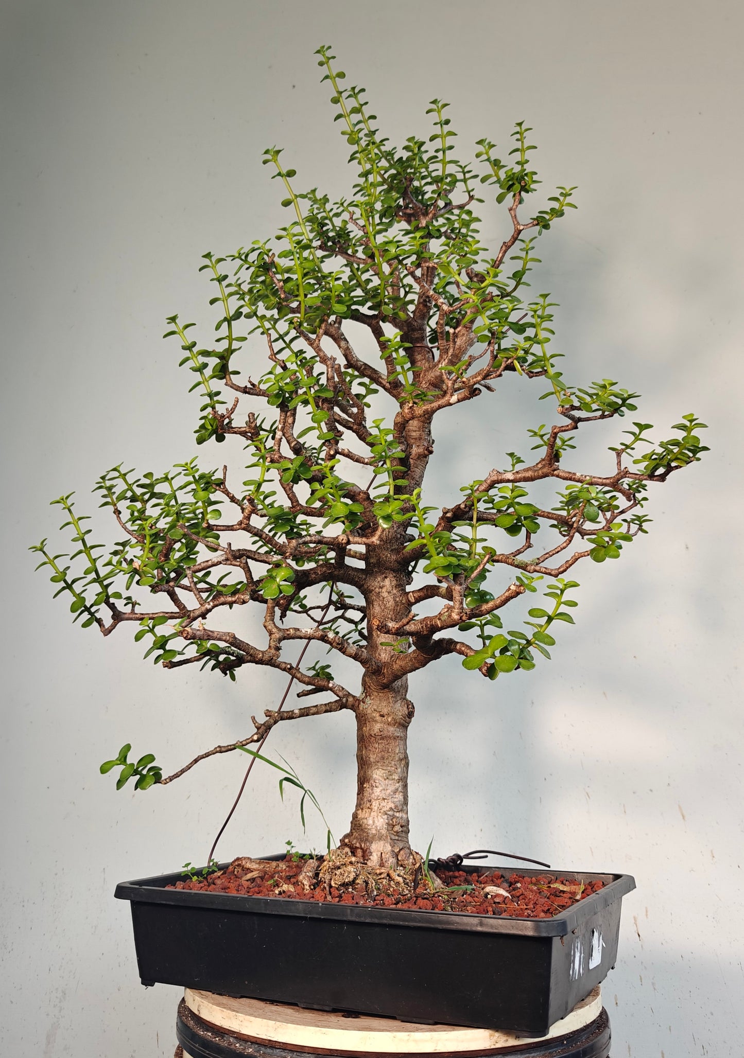 XL Dwarf Jade  - 15 Inch Shallow Plastic Tray