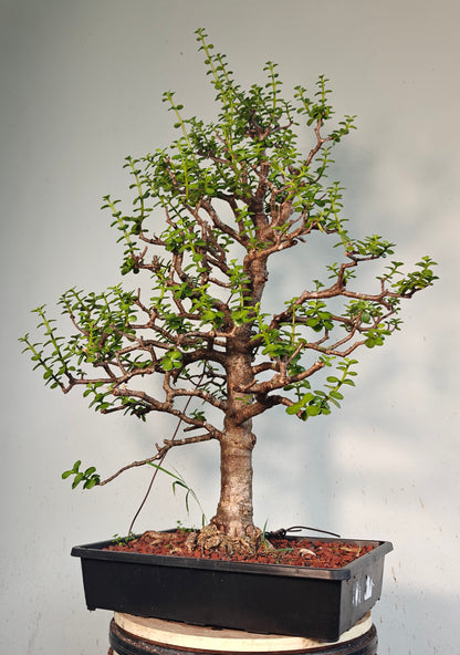 XL Dwarf Jade  - 15 Inch Shallow Plastic Tray