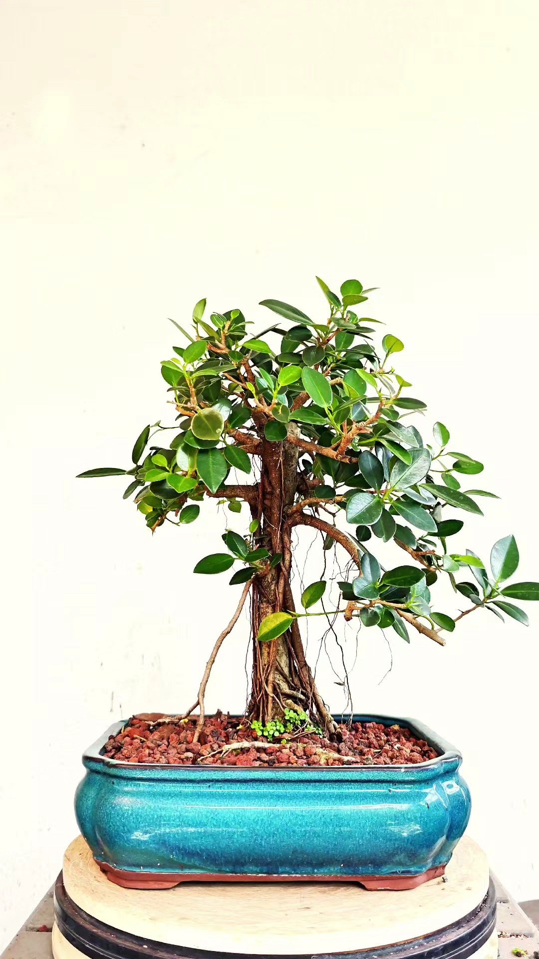 Green Island Ficus - 12 inch Glazed Rectangle