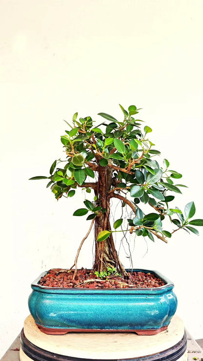 Green Island Ficus - 12 inch Glazed Rectangle