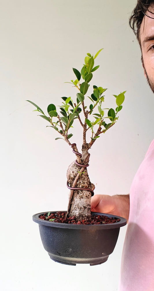 Tigerbark Ficus Bonsai - 7 inch Plastic Pot