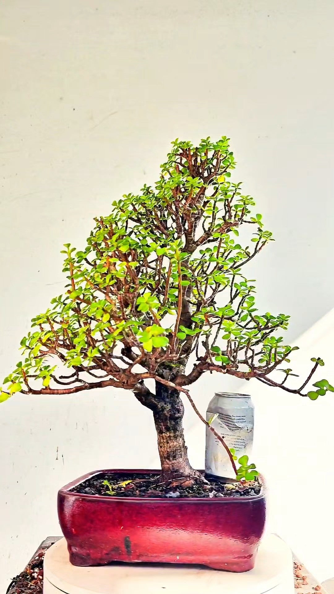 Dwarf Jafe Bonsai - 10 inch Glazed Rectangle