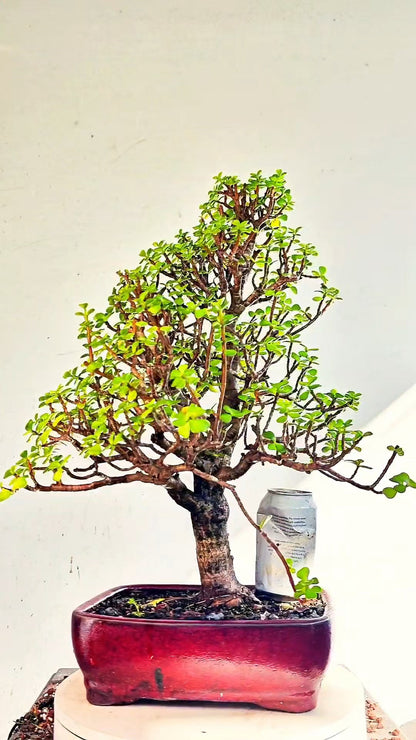 Dwarf Jafe Bonsai - 10 inch Glazed Rectangle