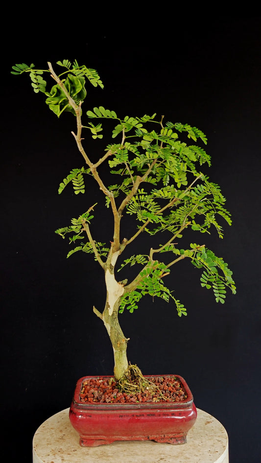 Thornless Flowering Brazilian Rain Tree - 8 Inch Glazed Bonsai Pot