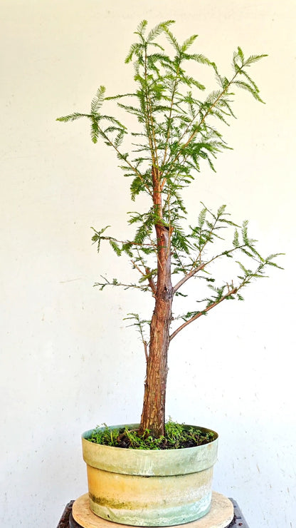Bald Cyress Bonsai - 12 inch Plastic Pot