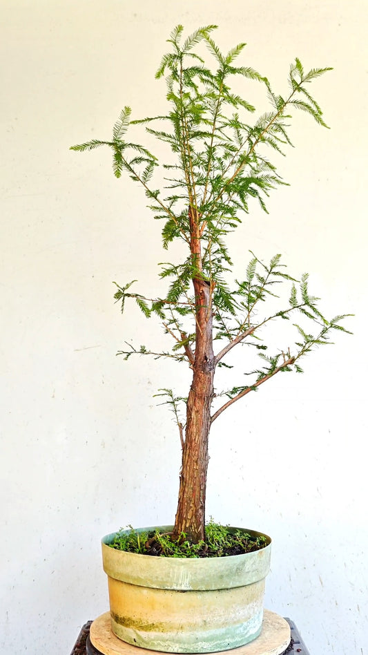 Bald Cyress Bonsai - 12 inch Plastic Pot
