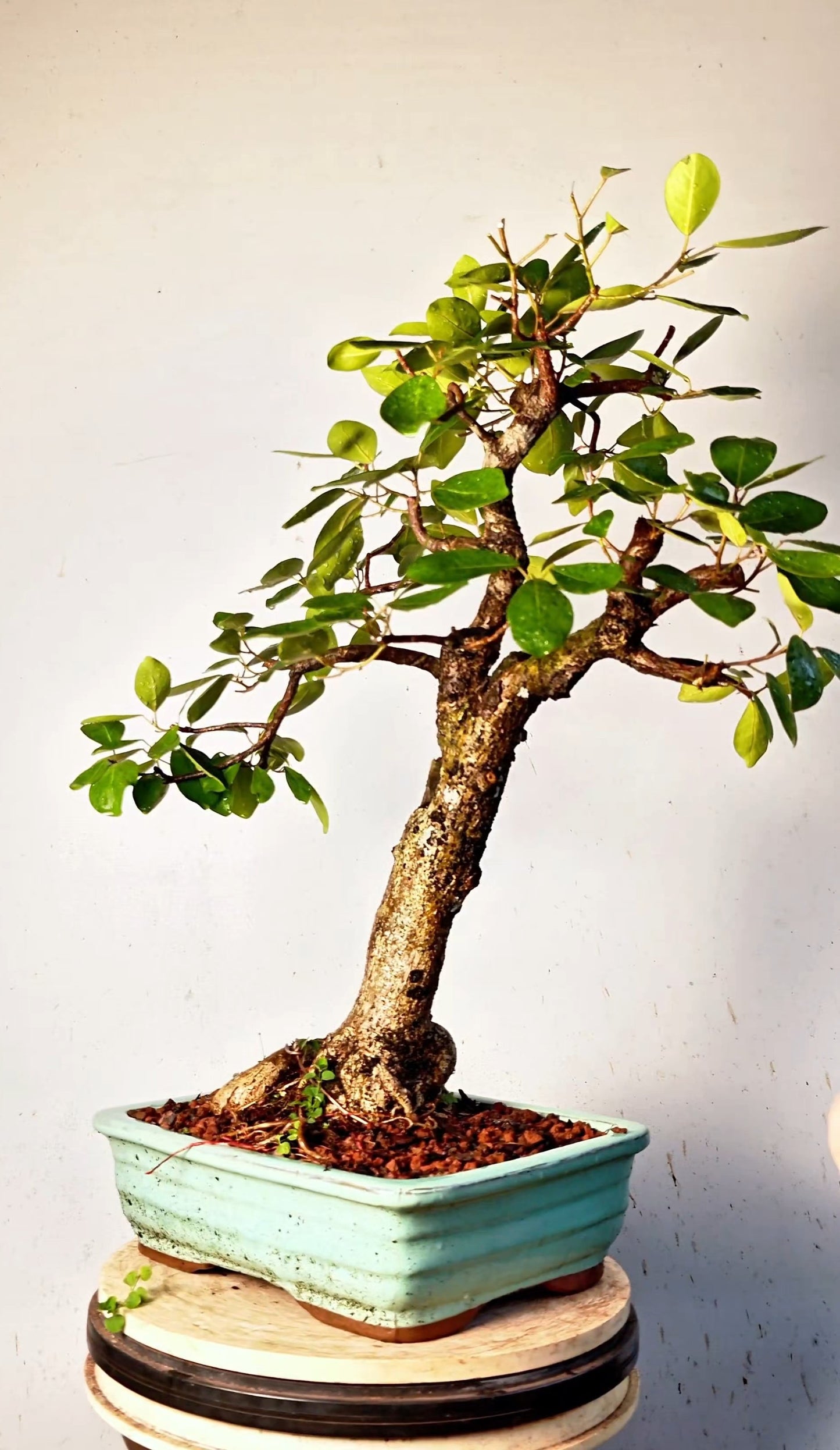 Ficus Natalensis Specimen Bonsai - 12 inch Glazed Rectangle