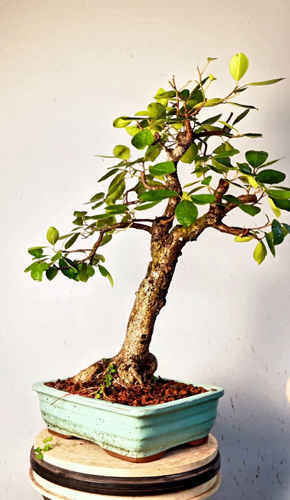 Ficus Natalensis Specimen Bonsai - 12 inch Glazed Rectangle