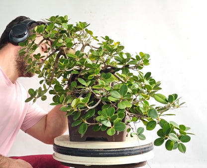 Cascade Green Island Ficus - Specimen Bonsai - Unglazed 12 inch cascade pot