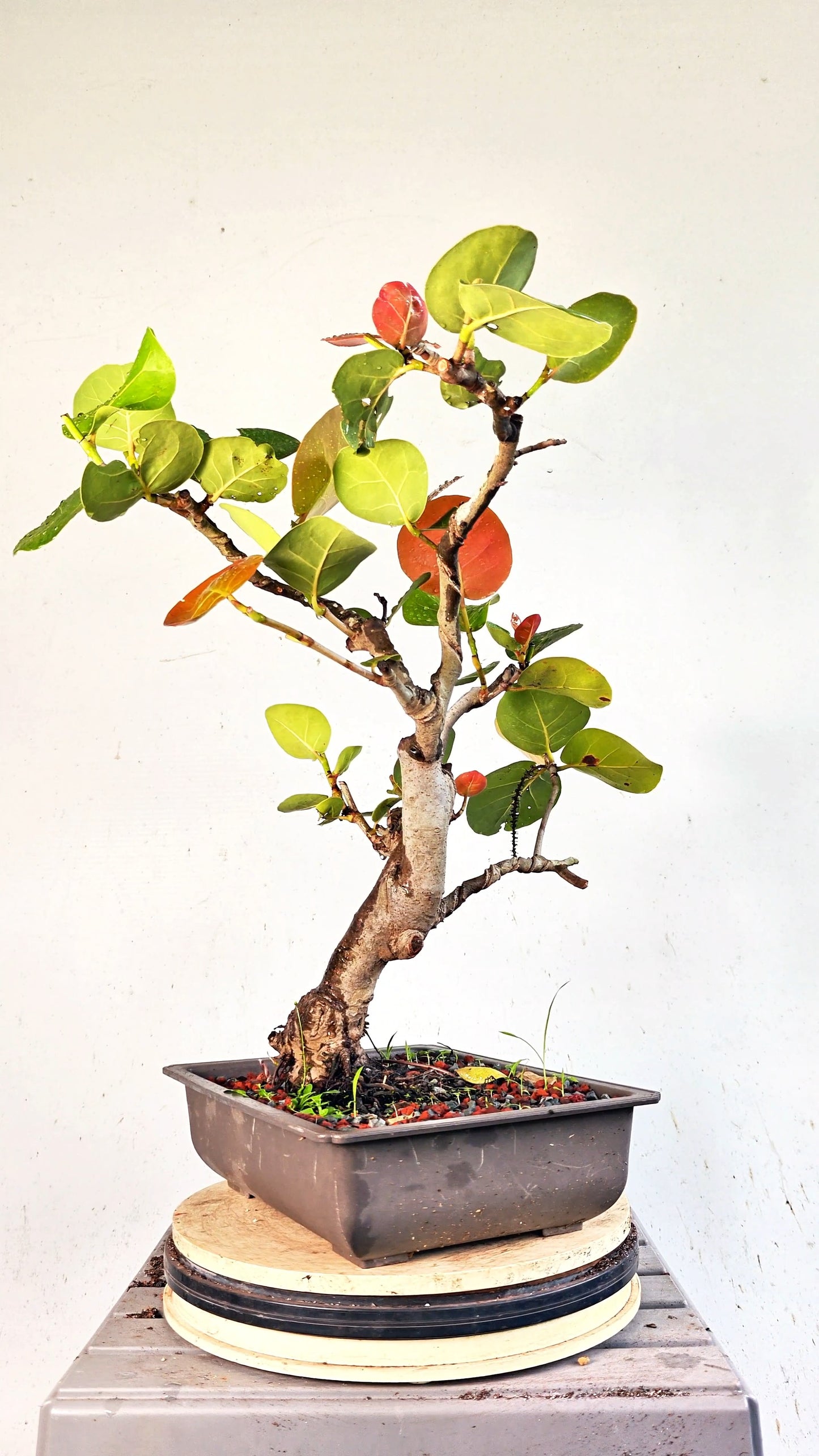 Sea Grape Bonsai -15 inch Plastic Pot