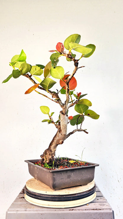 Sea Grape Bonsai -15 inch Plastic Pot