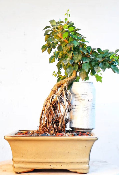 Parrots Beak Bonsai - 7 inch glazed pot