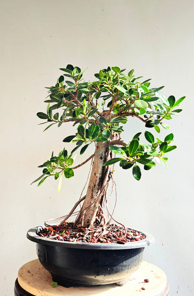 Green Island Ficus - 15 inch plastic pot