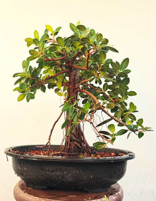Green Island Ficus - 15 inch plastic pot