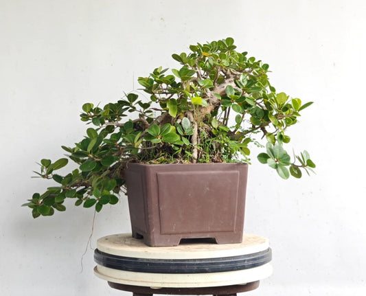 Cascade Green Island Ficus - Specimen Bonsai - Unglazed 12 inch cascade pot