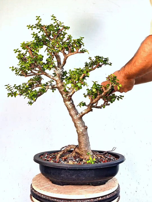 XL Dwarf Jade  - 15 Inch Plastic Bonsai Pot