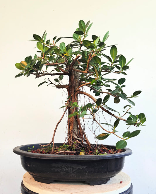 Green Island Ficus - 15 inch plastic pot