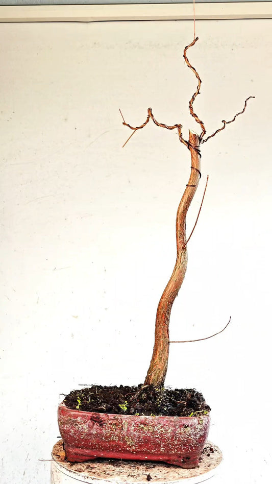 Bald Cyress Bonsai - 10 inch glazed pot