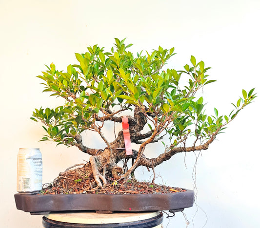 Tigerbark Ficus - Specimen Bonsai