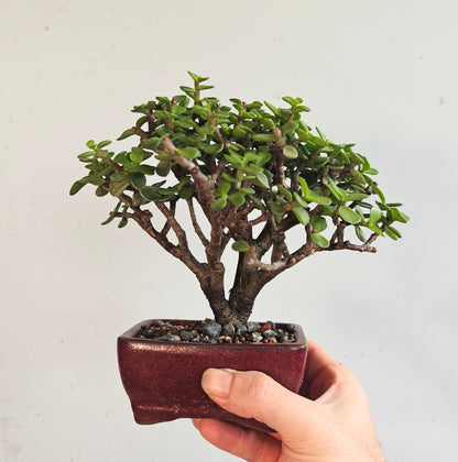 Dwarf Jade Bonsai - 4 inch pot