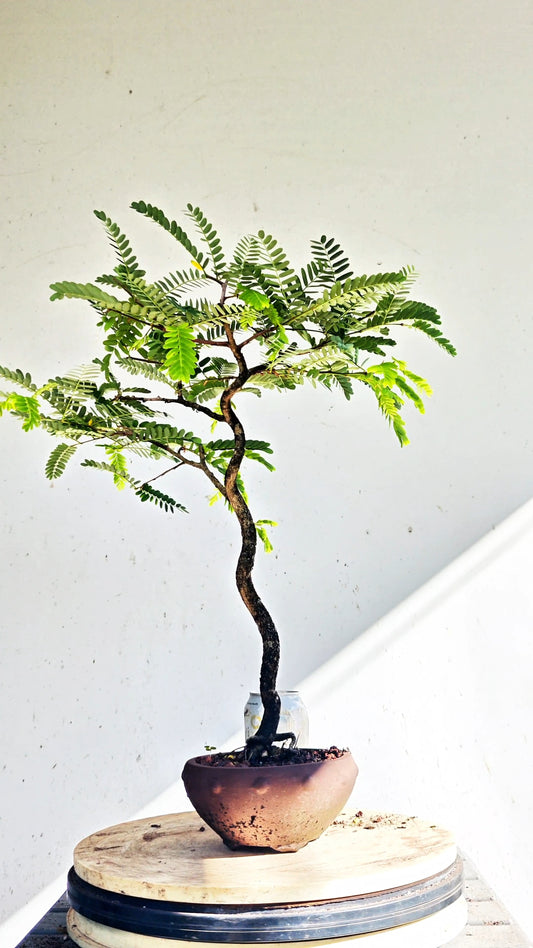 Tamarind Specimen Bonsai - 6 inch unglazed pot