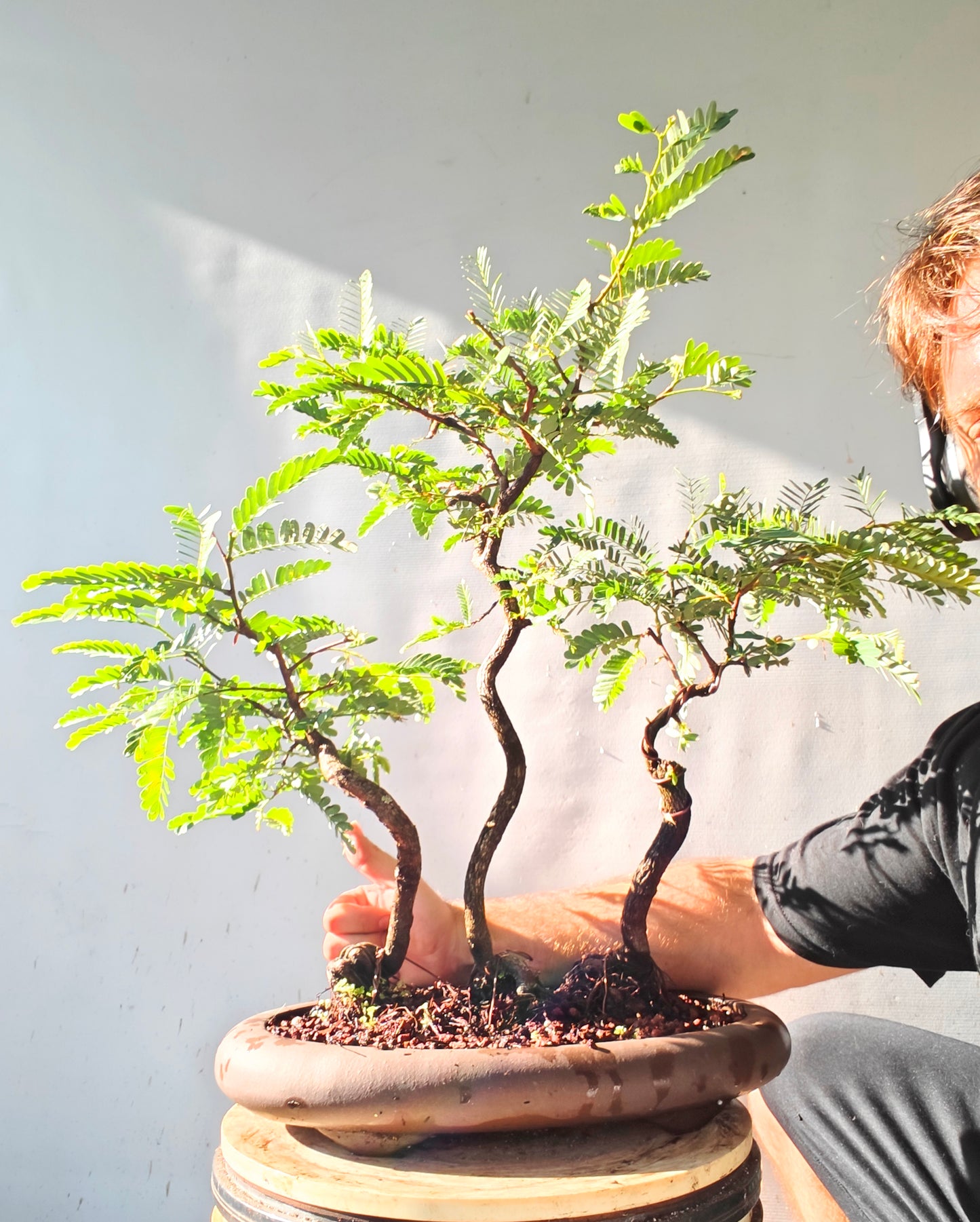 Tamarind Forest Specimen Bonsai - 13 inch unglazed pot