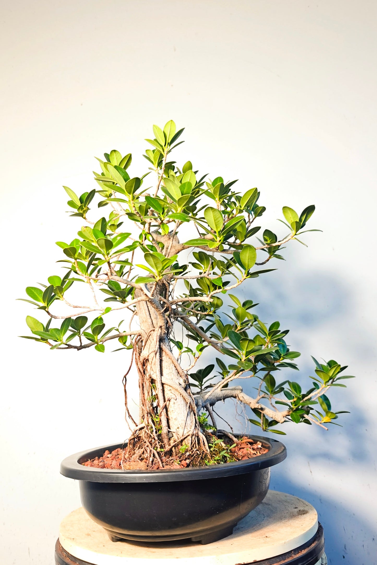 Green Island Ficus With Aerial Roots - 15 inch plastic pot