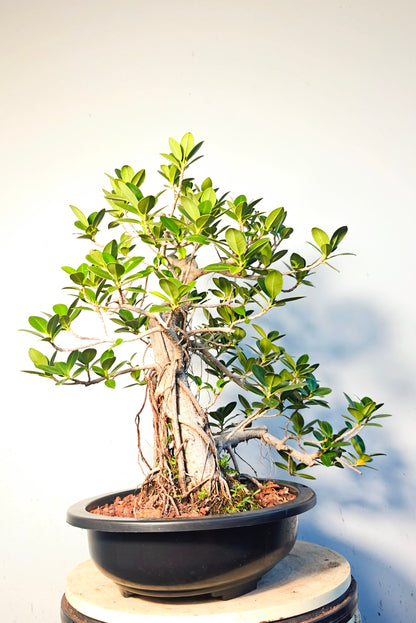 Green Island Ficus With Aerial Roots - 15 inch plastic pot