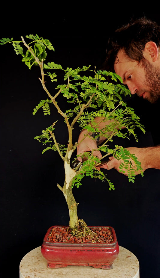 Thornless Flowering Brazilian Rain Tree - 8 Inch Glazed Bonsai Pot