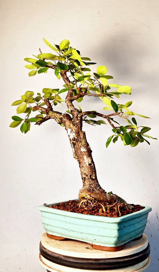 Ficus Natalensis Specimen Bonsai - 12 inch Glazed Rectangle
