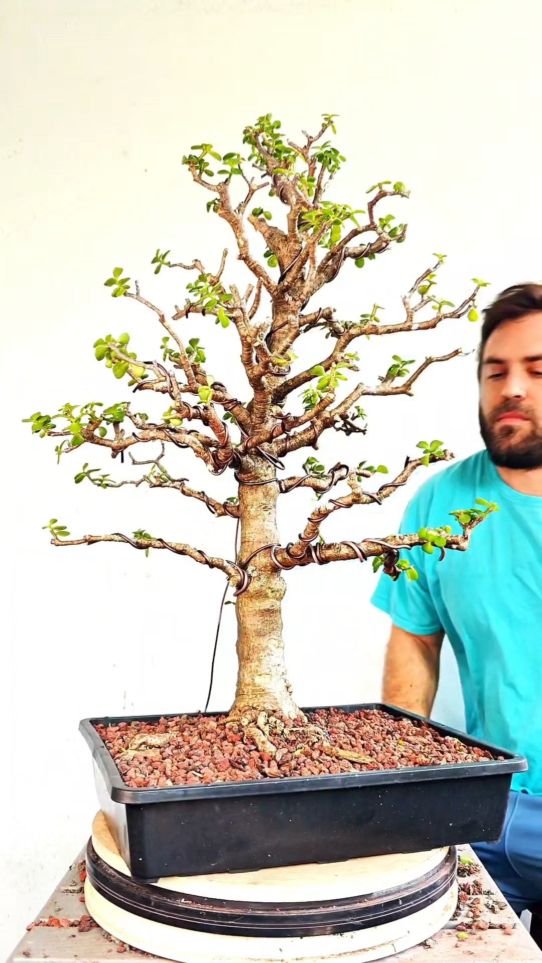 XL Dwarf Jade  - 15 Inch Shallow Plastic Tray