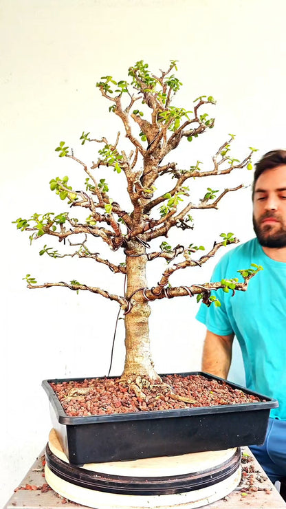 XL Dwarf Jade  - 15 Inch Shallow Plastic Tray