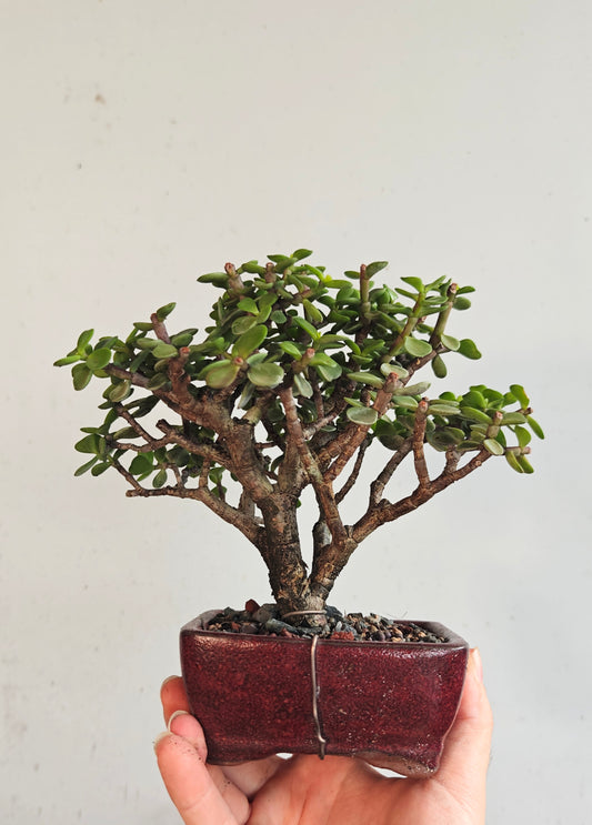 Dwarf Jade Bonsai - 4 inch pot